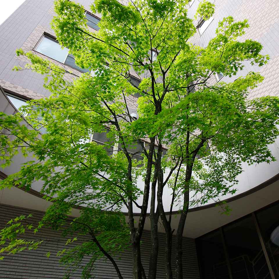 四季折々で変化する中庭のもみじ